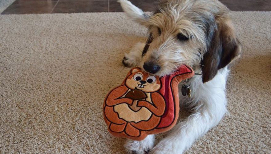 Sadie the Squirrel Dog Toy