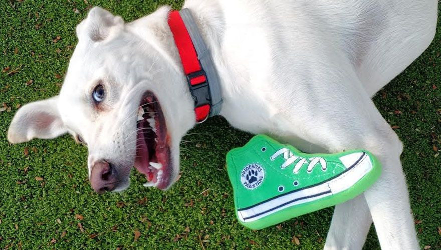 Hip Sneaker Dog Toy